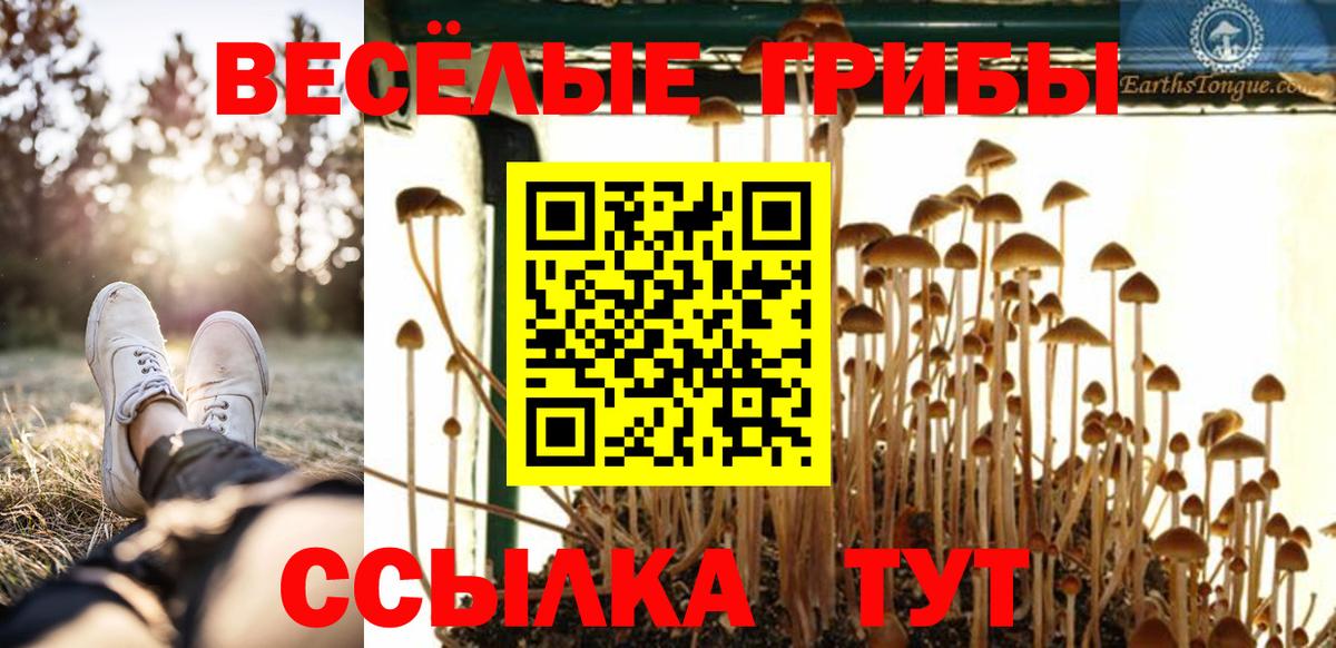 Галлюциногенные грибы Psilocybe Лениногорск